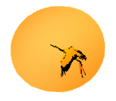 Brandon Acupuncture Center & Wellness